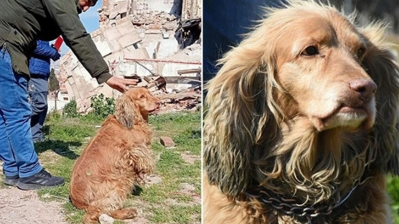 Köpek Mex, hurdacı dostu enkaz altından çıkana kadar başında bekledi