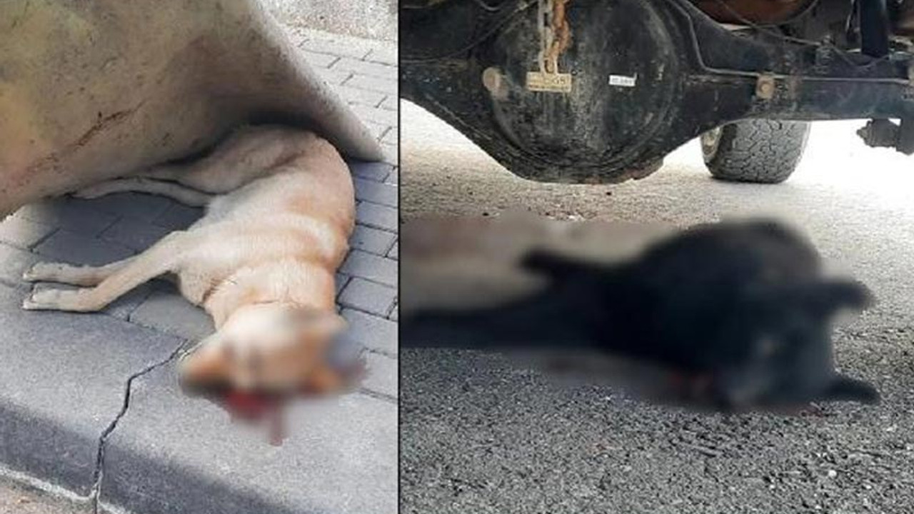 Evinin çatısına çıktığı bahanesiyle 2 köpeği öldüren şüpheli tutuklandı