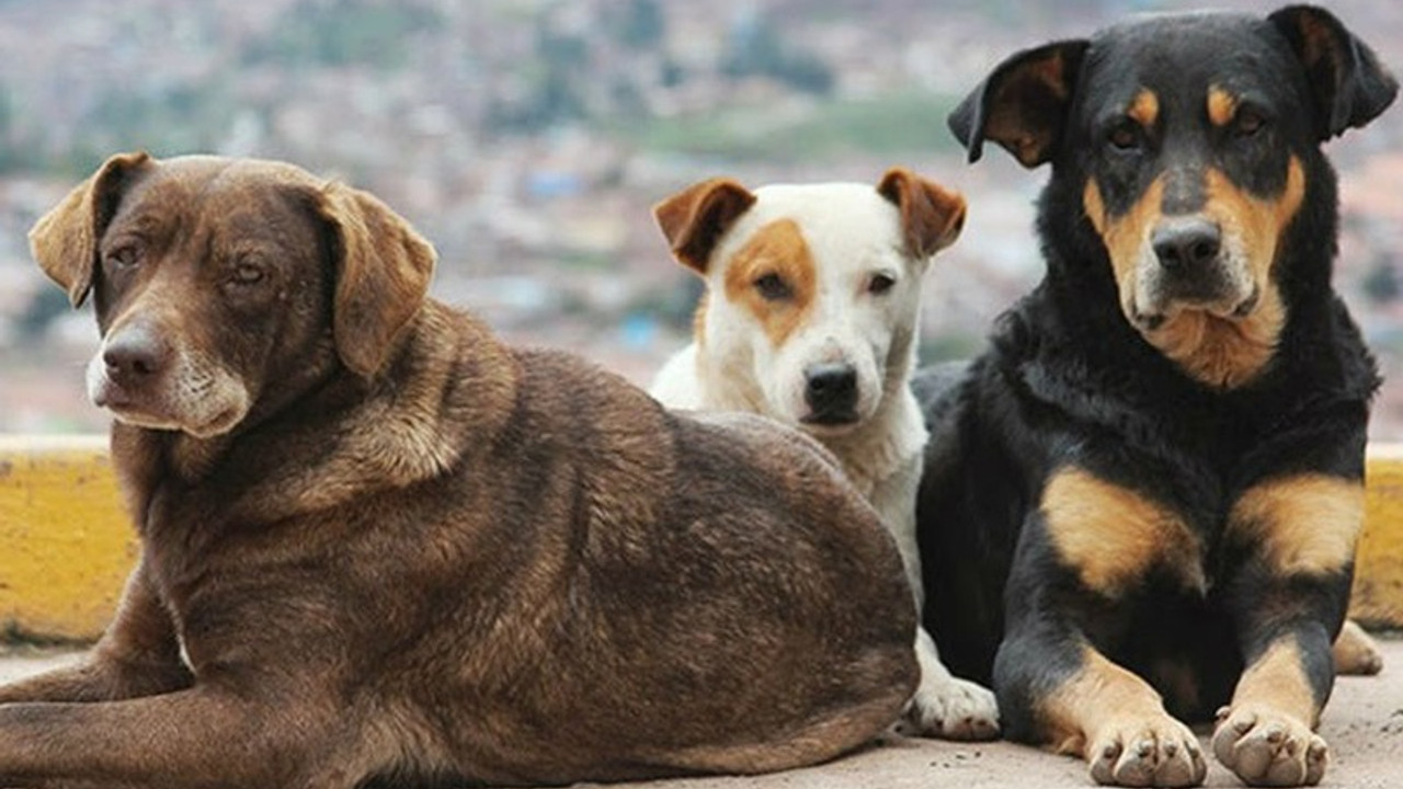 Bursa'da köpek katliamı