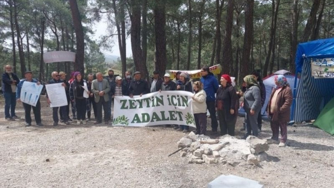 İkizköy’de sökülen zeytin ağaçları geri dikilecek