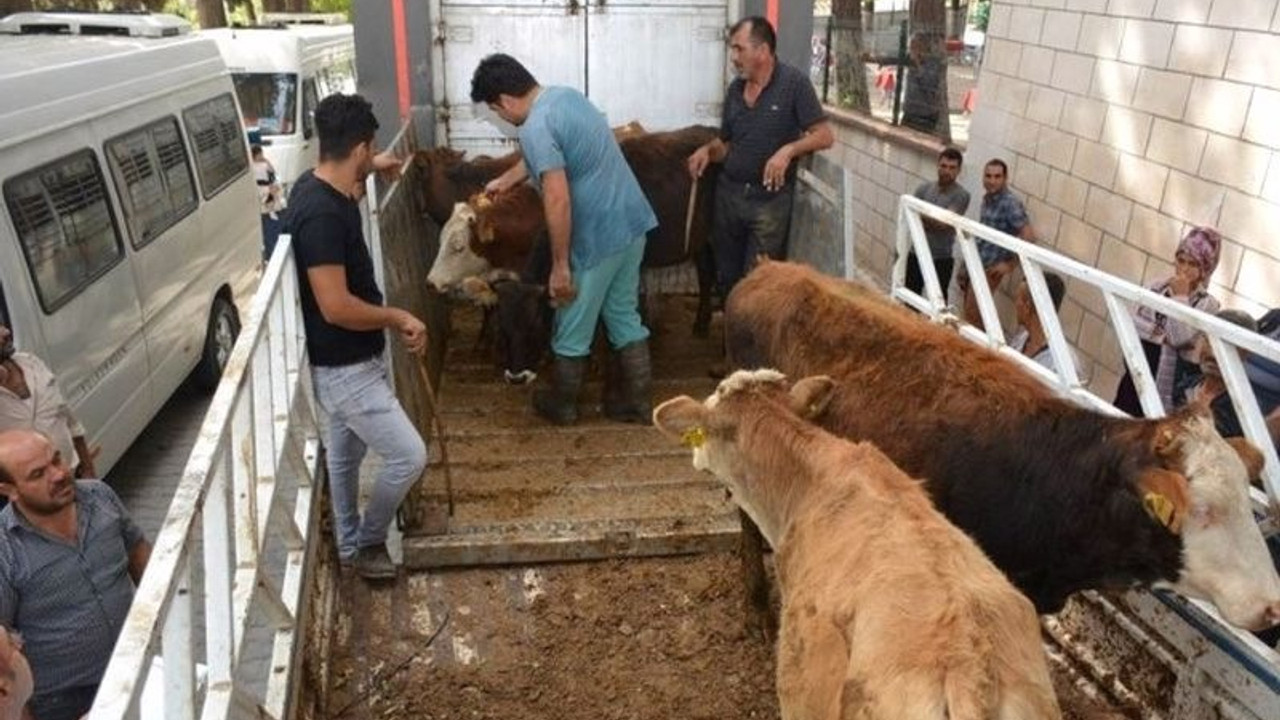 Hükümette 'et' telaşı: Bakanlık illere 'acele' koduyla yazı gönderdi