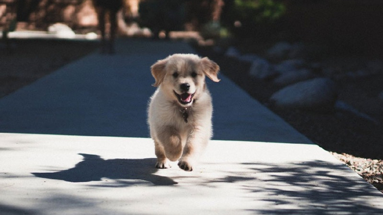 14 Temmuz'dan sonra kedi köpek satışı yasak