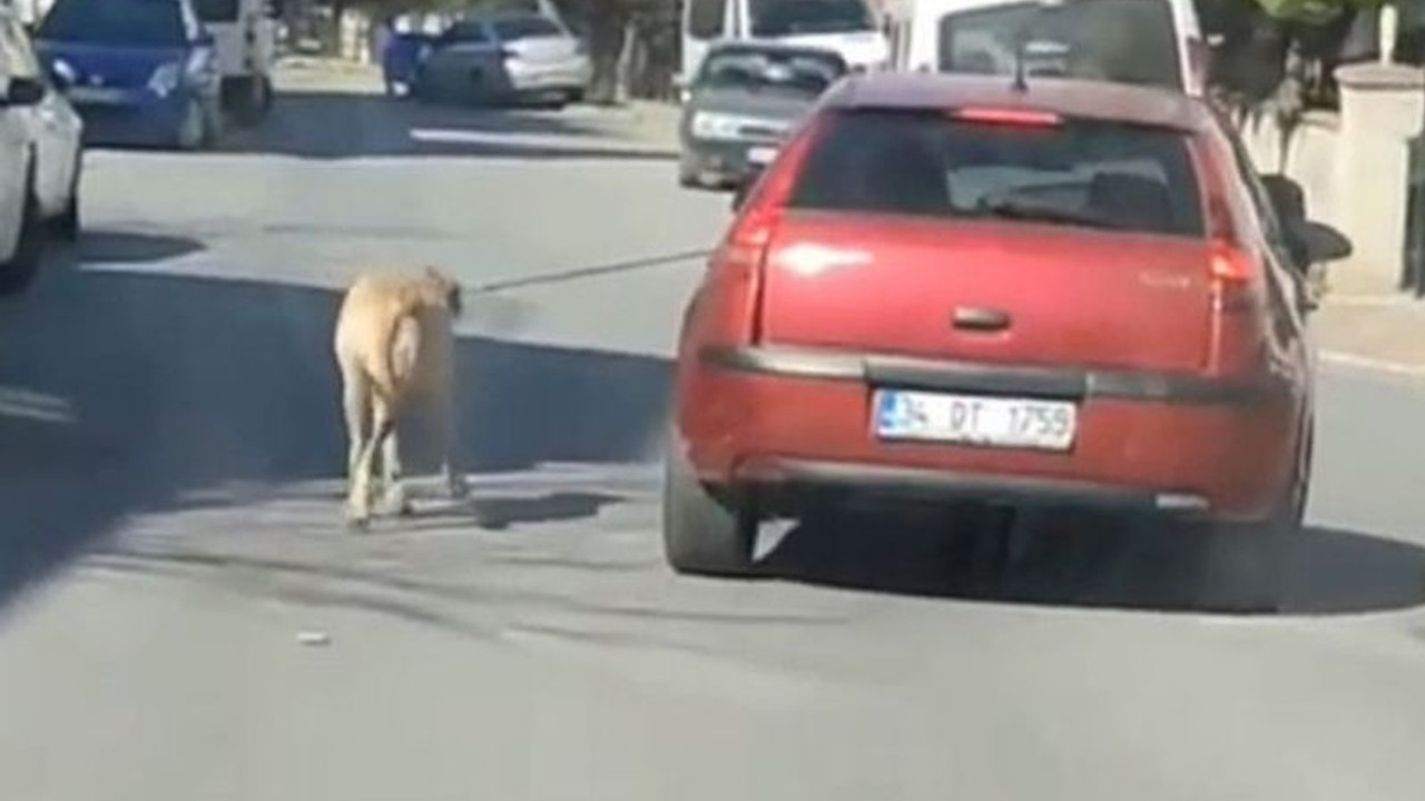 İple bağlı köpeği arabasının peşinde koşturdu, serbest bırakıldı