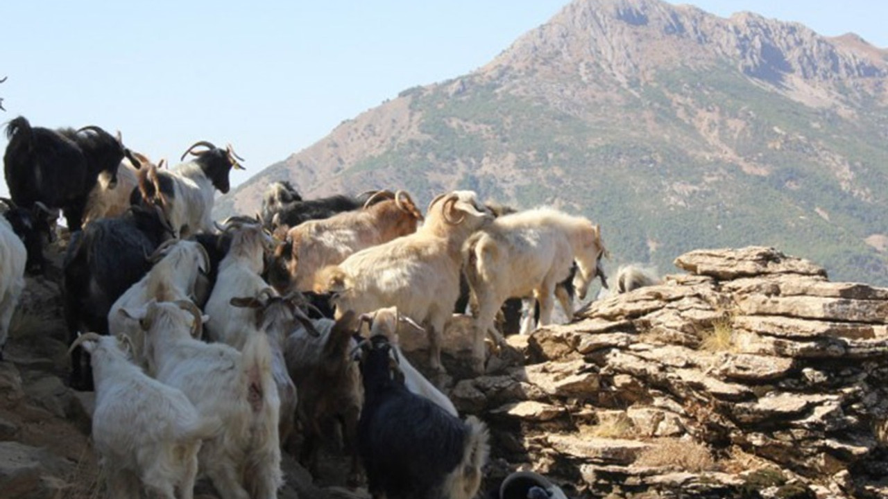 Yem fiyatlarına üçüncü zam geldi