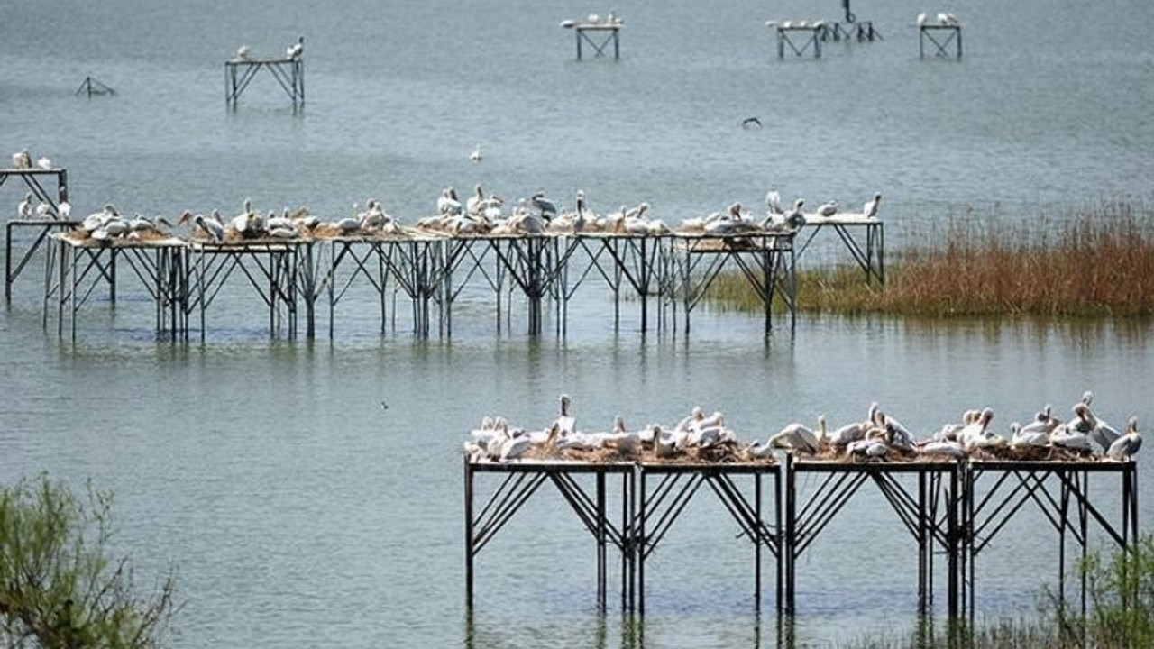 Manyas Kuş Cenneti'nde kuluçka heyecanı: Yumurtadan çıkma zamanı