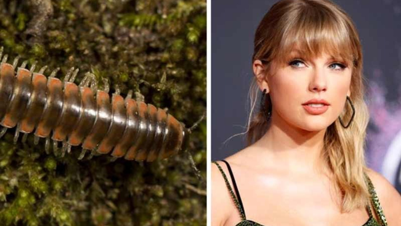 Yeni keşfedilen kırkayak türüne şarkıcı Taylor Swift'in ismi verildi