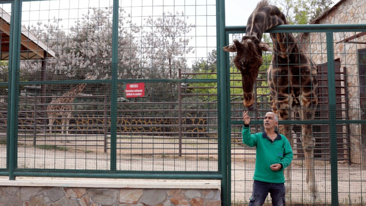 Zürafa Şakir'e 6 yıl sonra eş bulundu: Baba olması için çalışılıyor