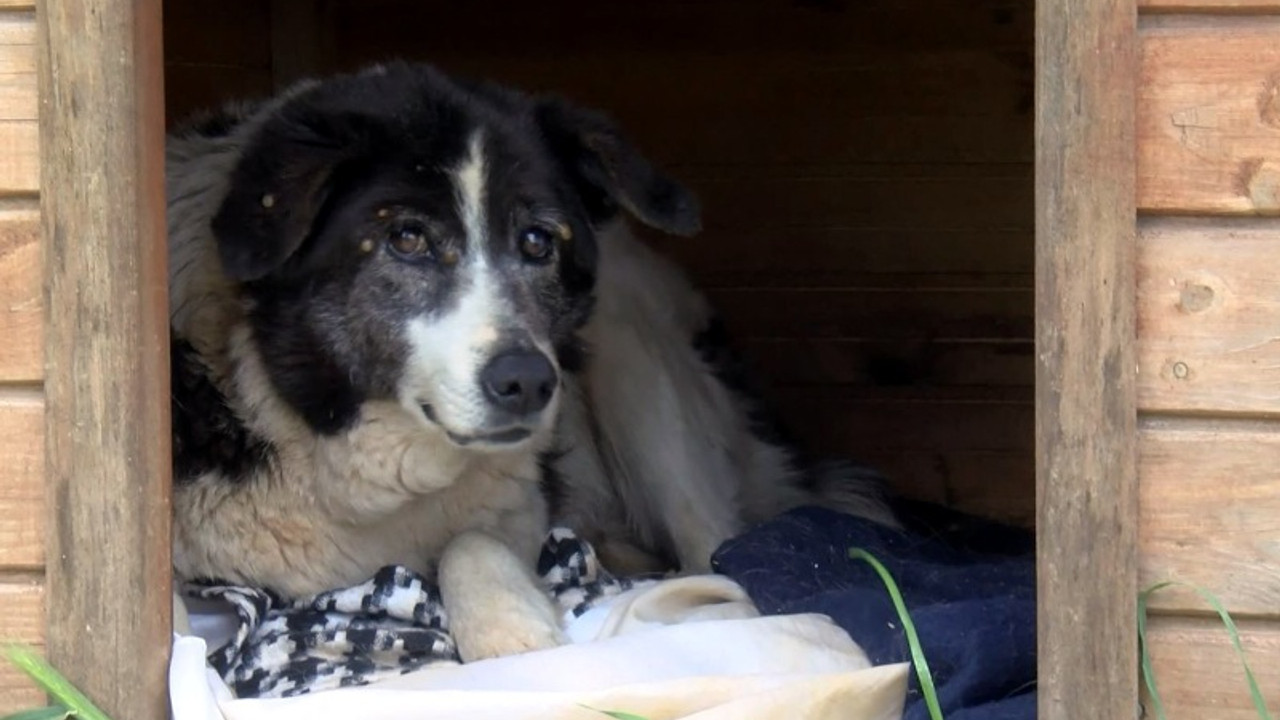 Sokak köpeğini döven güvenlik görevlisi gözaltına alındı