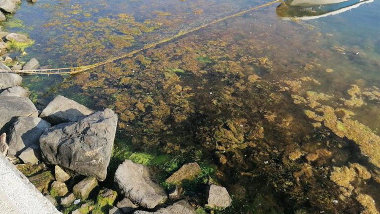 Silivri Sahili'nde deniz çöplüğe döndü