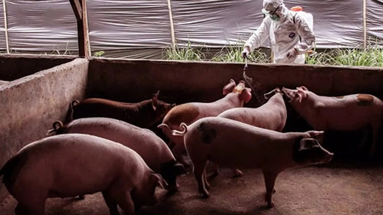 Roma'da piknik yasağı: 'Afrika domuz vebası' görüldü