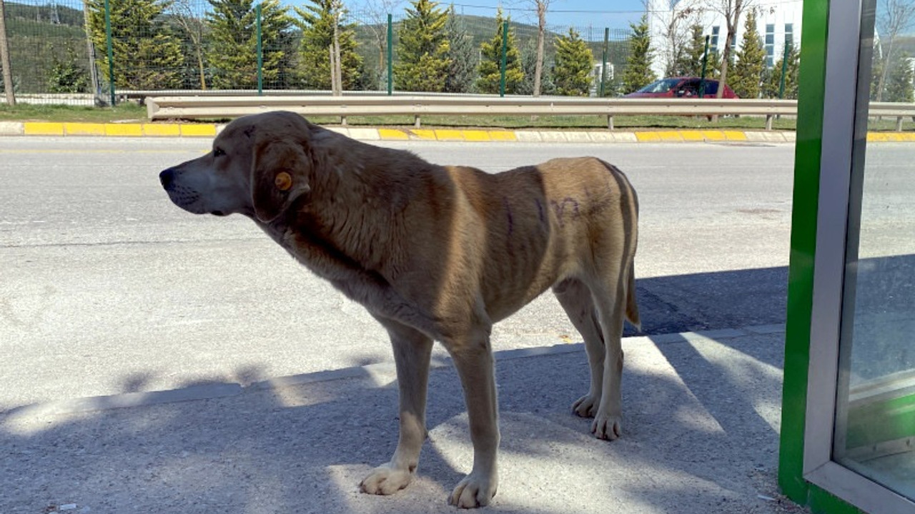 Anket: Sokak hayvanları değil, saldırgan köpekler tehlikeli