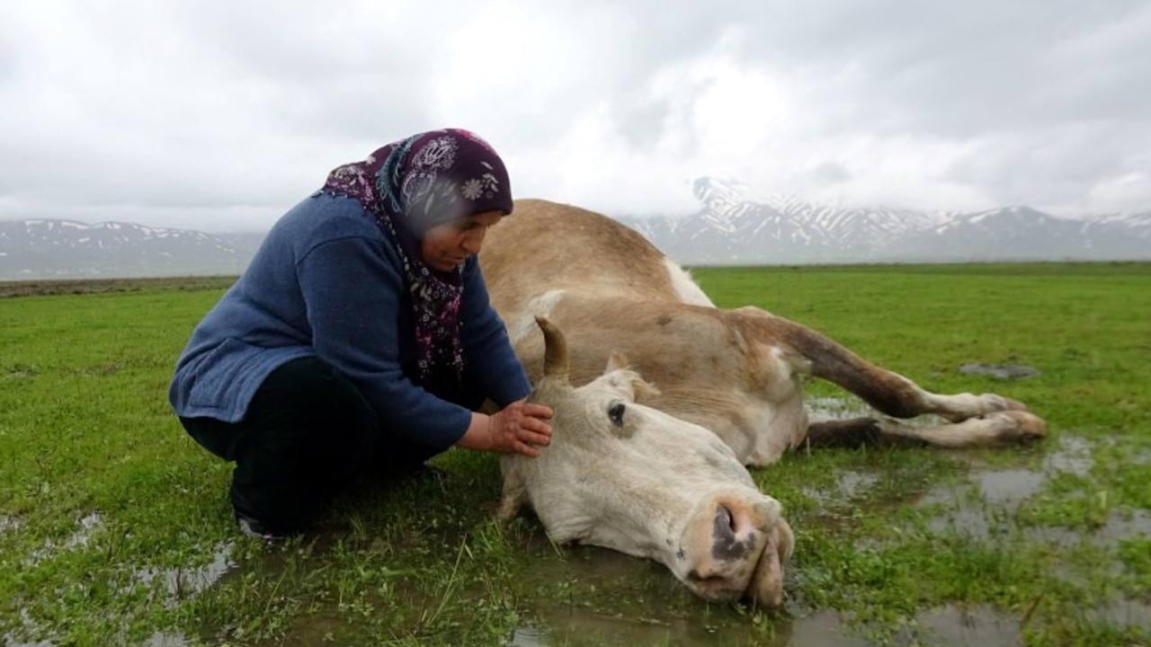 Tek geçim kaynağı ineği öldü, büyük üzüntü yaşadı