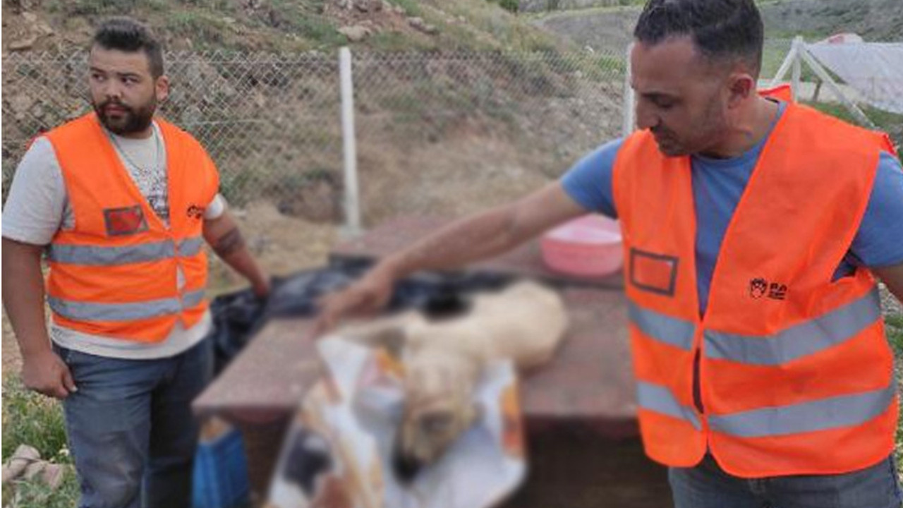 Ankara'da 9 köpek zehirlendi, 2'si öldü