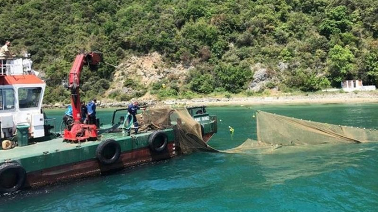 İstanbul Boğazı'ndaki kaçak dalyanlar kaldırıldı; on binlerce balık kurtarıldı