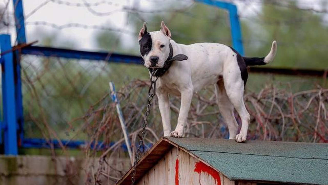 Danıştay, Dogo Argentino'yu 'tehlike arz eden hayvan' listesinden çıkarmadı