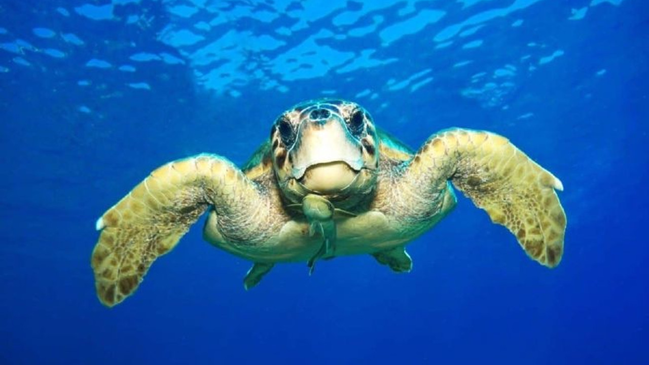 Caretta carettaların yumurtladığı kumsallara gece girişi yasaklandı