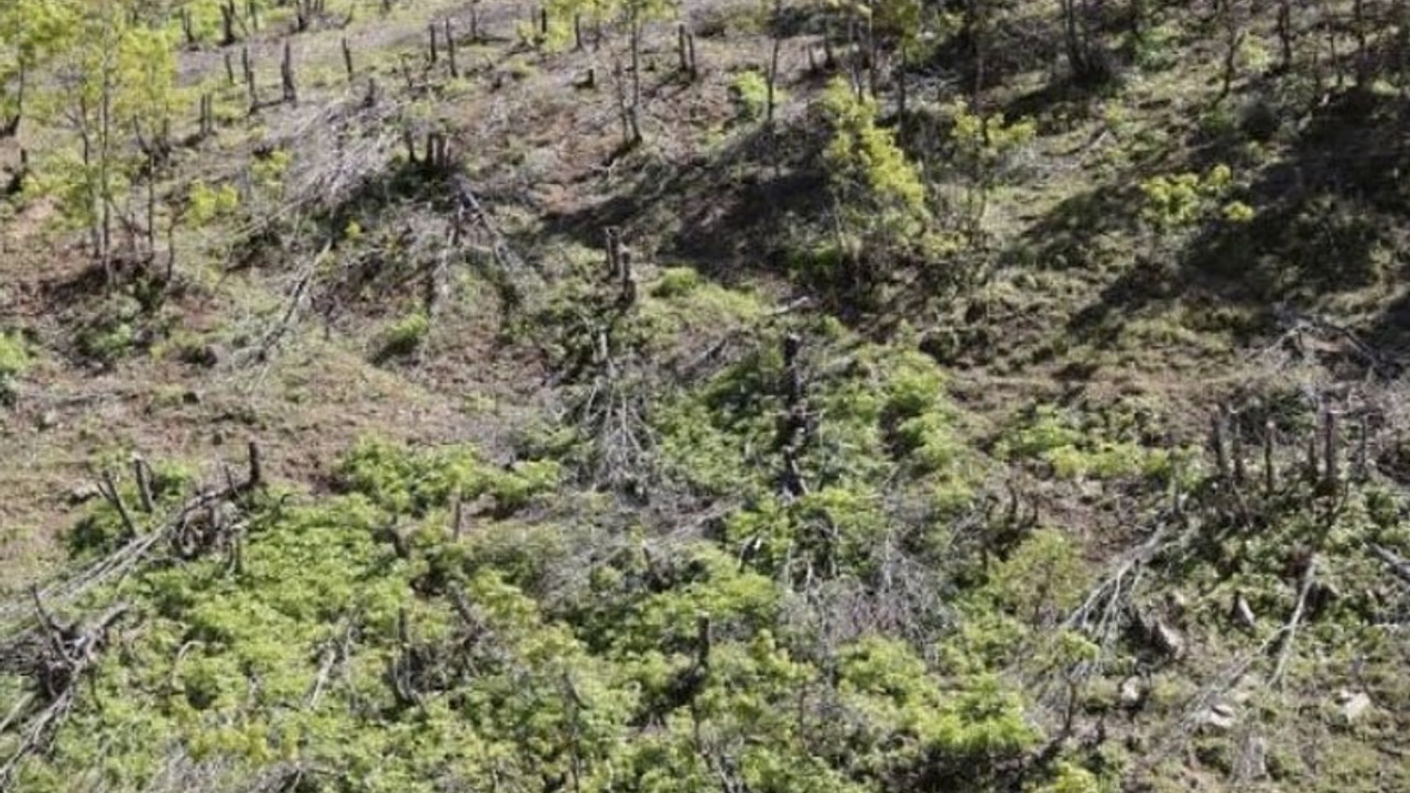 Şenyayla'da karakol inşası için ağaç kıyımı