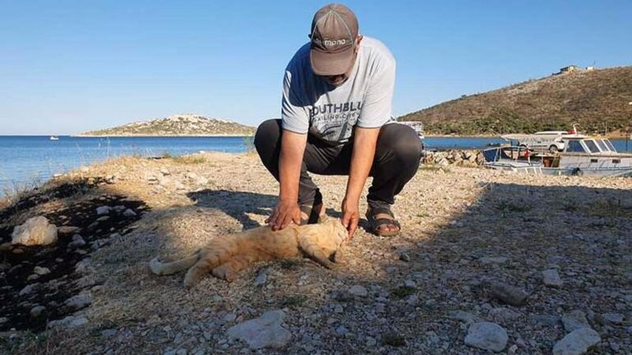 Sahile vuran balıkları yiyen 11 kedi zehirlendi: Yurttaşlardan balıkçılara tepki