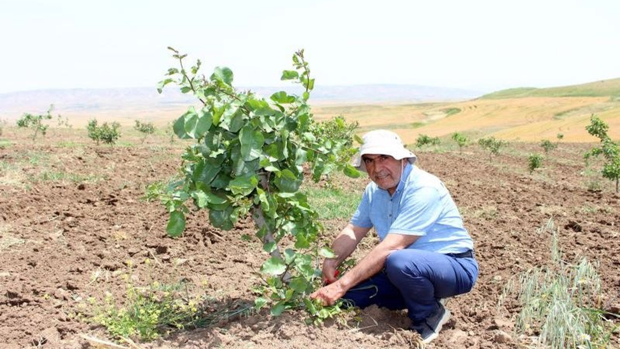 Fıstıkta Antep, Siirt ve Urfa'ya rakip çıktı: Diyarbakır'da FAO destekli fıstık ormanları kuruluyor