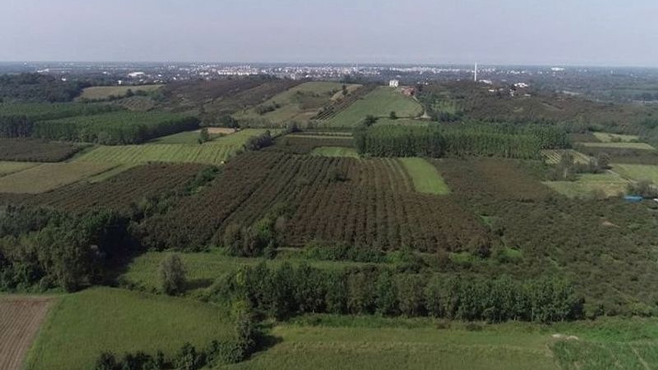 AKP’li Köse arazi istiyor: Orman vasfını yitirmiş alanı orman yapacağım