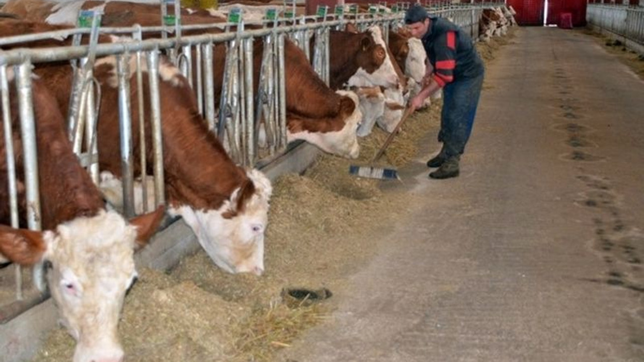 Ağrılı besici: Et ve süt fiyatı çok artacak, millet perişan olacak