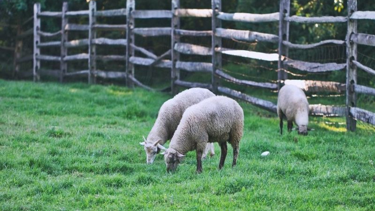 Yeni Zelandalı çiftçiler, kendi emisyonları için ödeme yapmayı teklif etti