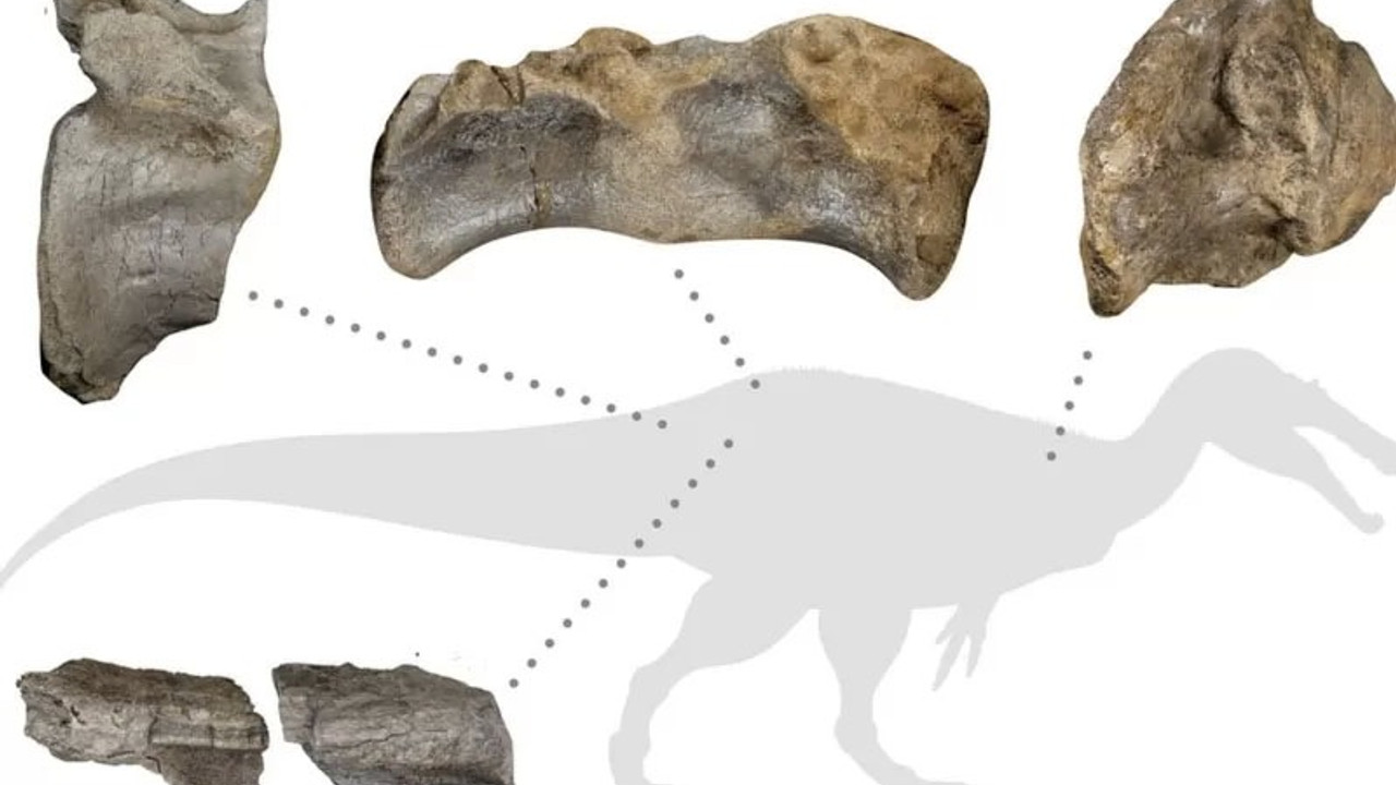 Avrupa'nın 'en büyük' kara dinozoru fosili İngiltere'de keşfedildi