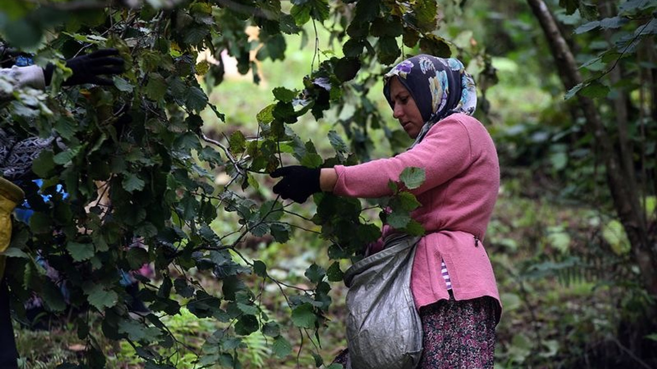 Üreticinin fındıkta beklentisi 45 lira