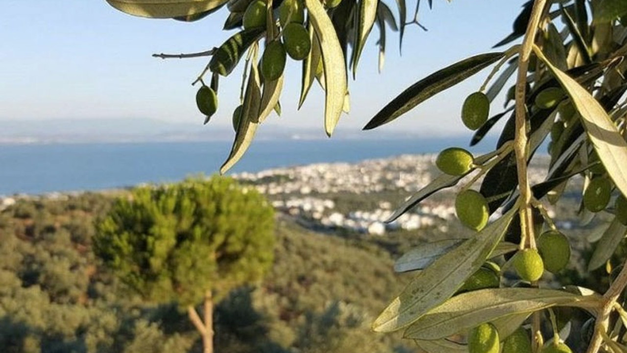 Bodrum’da sit koruması altındaki zeytinlikler turizm imarına açıldı