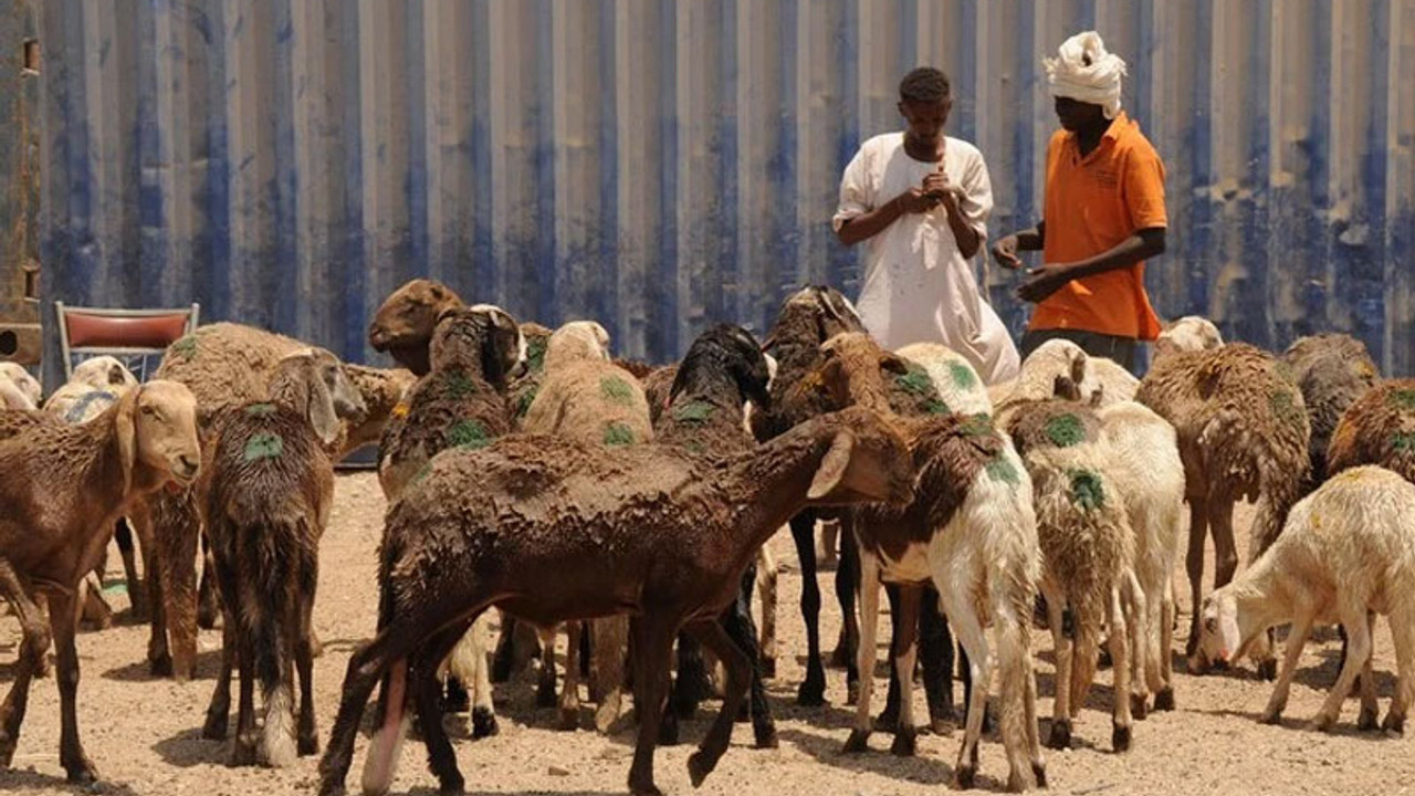 Sudan'da küçükbaş hayvan yüklü gemi battı: 16 bine yakın koyun öldü