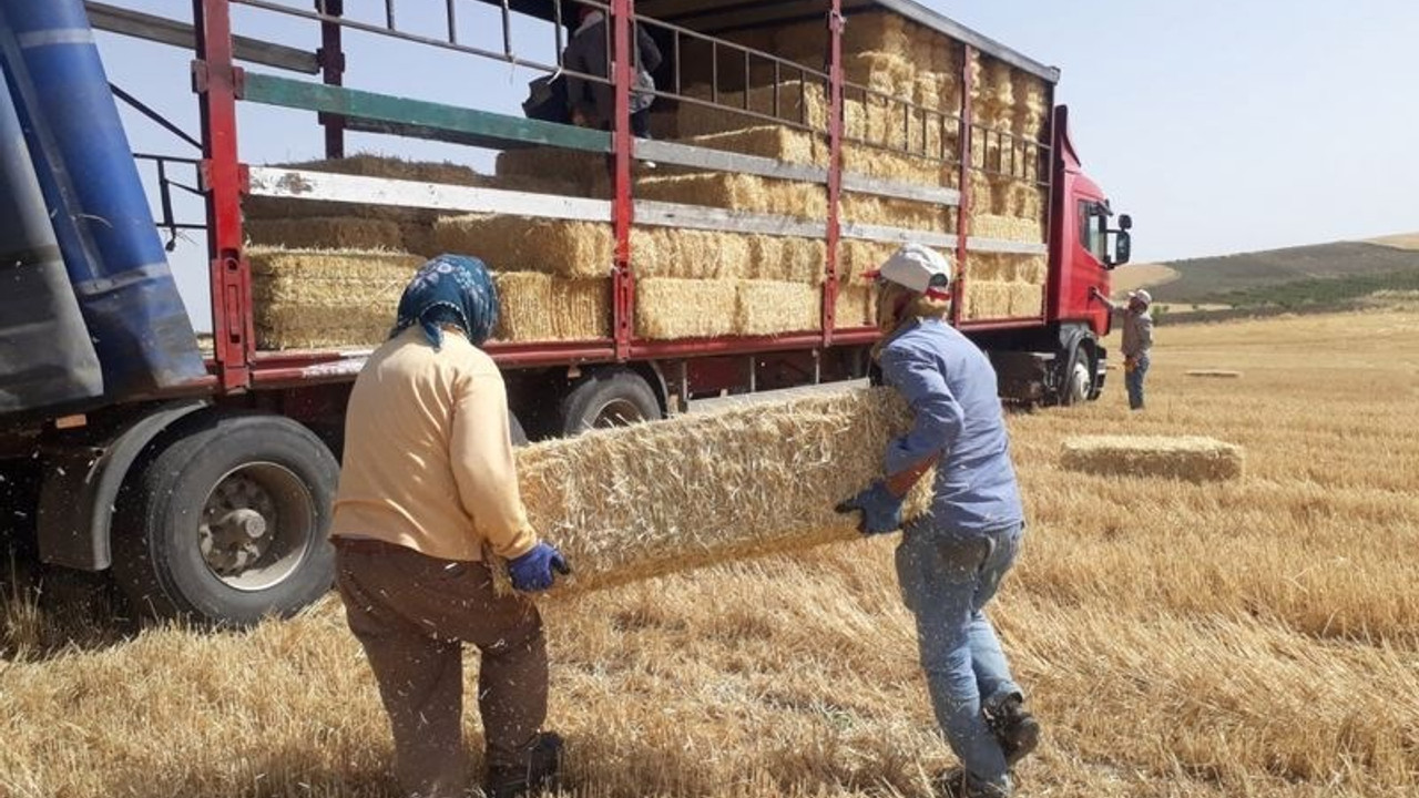 FAO raporu: Verimli toprakları olan Türkiye, arpa, buğday ithalatında dünya üçüncüsü oldu