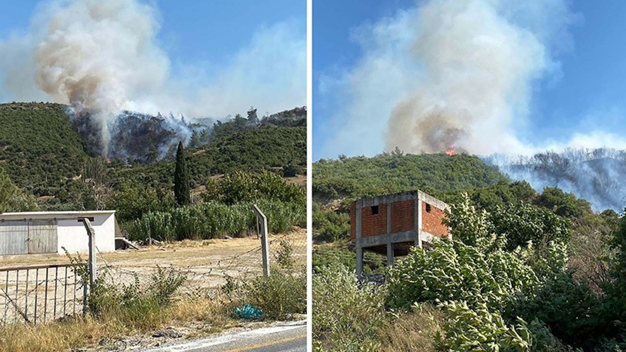 Aydın'da orman yangını