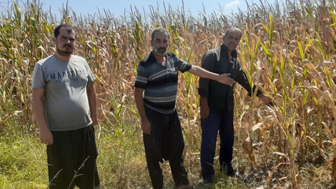 Osmaniyeli çiftçiler: 'Ekin' dediler ektik ancak sulayamıyoruz