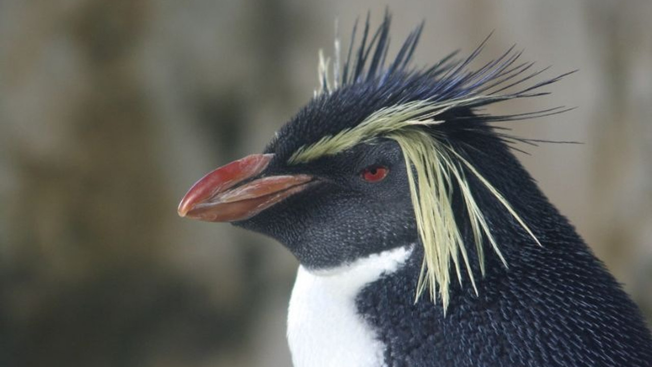 Penguenler yavaş evrimleşiyor: 18 türün tamamına yakını tehlikede