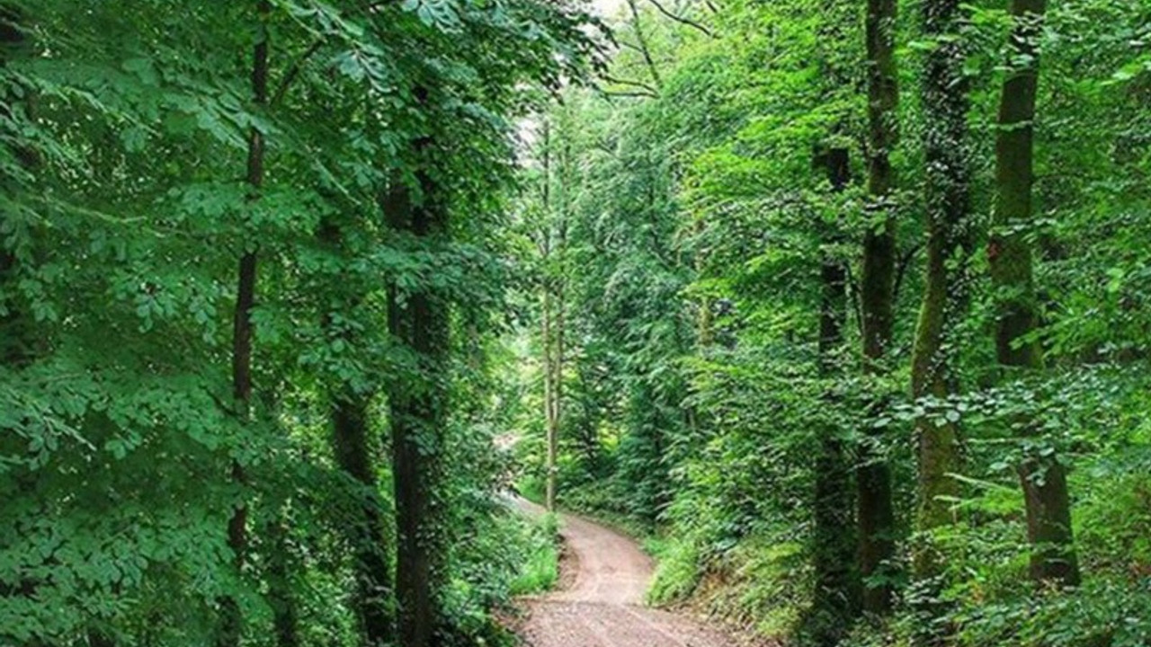 Rize'de ormanlara giriş ve ateşli piknik yasaklandı