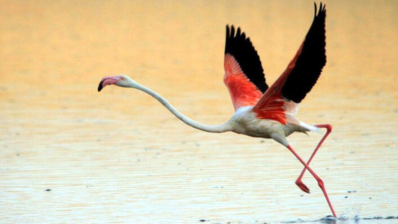 Flamingo yavrularında artış gözlemlendi