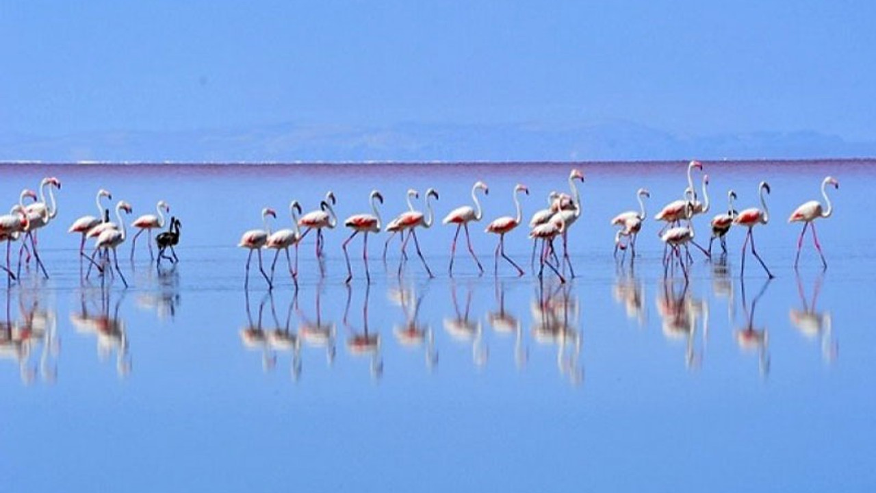 Tuz Gölü'ndeki flamingo ölümleri Meclis gündeminde: Gölü besleyen su kanalları neden açılmıyor?