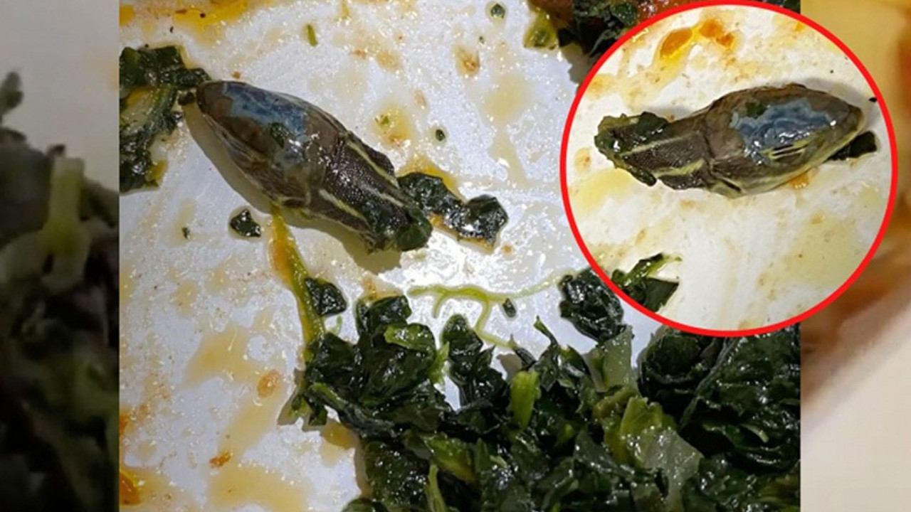 Personel yemeğinden ‘yılan kafası’ çıkan havayolu, sandviç vermeye başladı