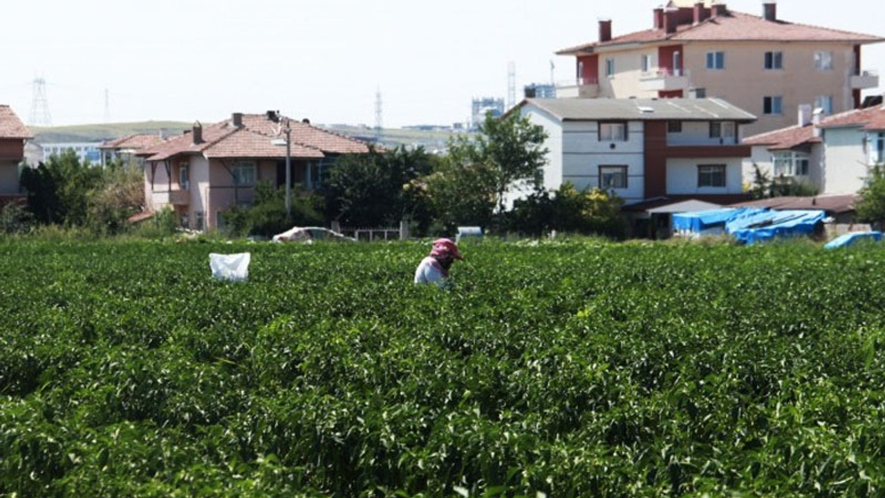 Yükselen binalar arasında tarım yapıyorlar: Şuan zararın dibindeyiz