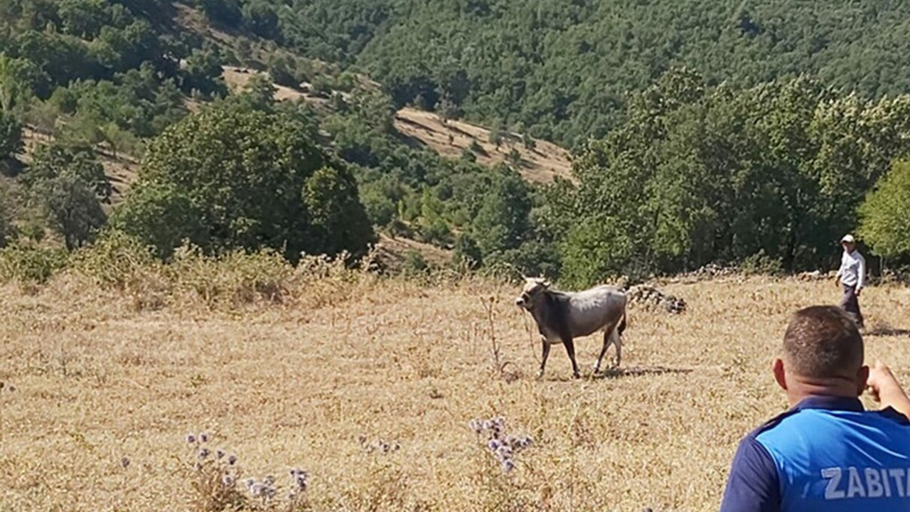 Kurban Bayramı'nda kaçan boğa bugün bulundu: Boğaya Ahbap Derneği talip oldu