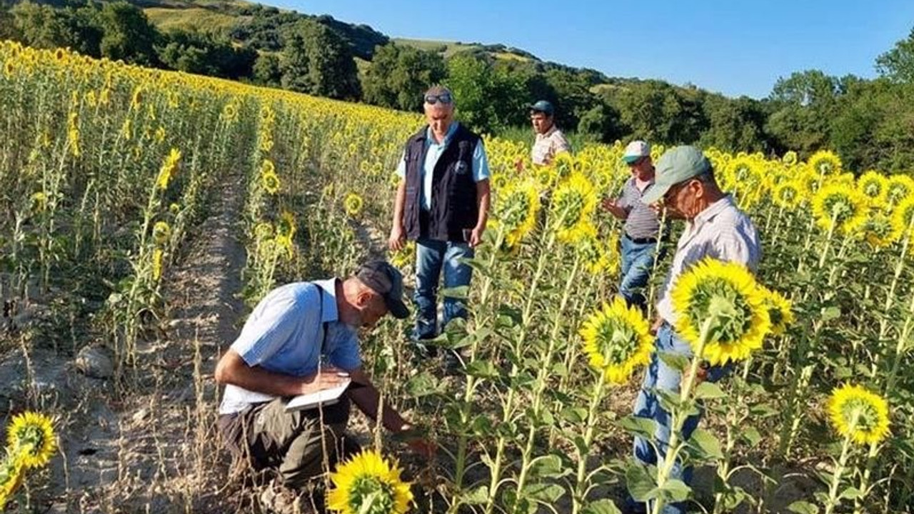 Ayçiçeği üreticileri açıklanan taban fiyatına tepkili: Zayiatımız çok, hükümet sesimizi duysun