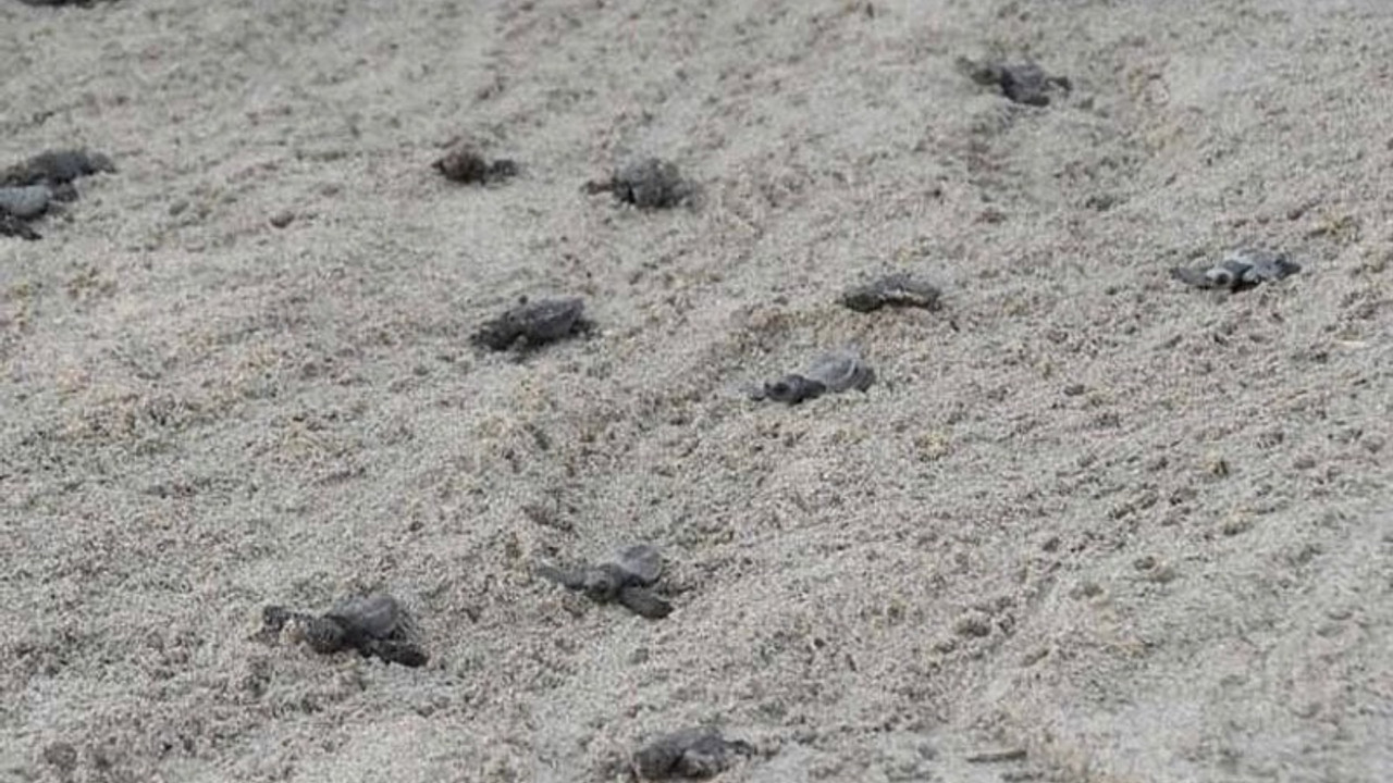 Patara Plajı'ndan 5 bininci yavru caretta caretta Akdeniz'e ulaştı