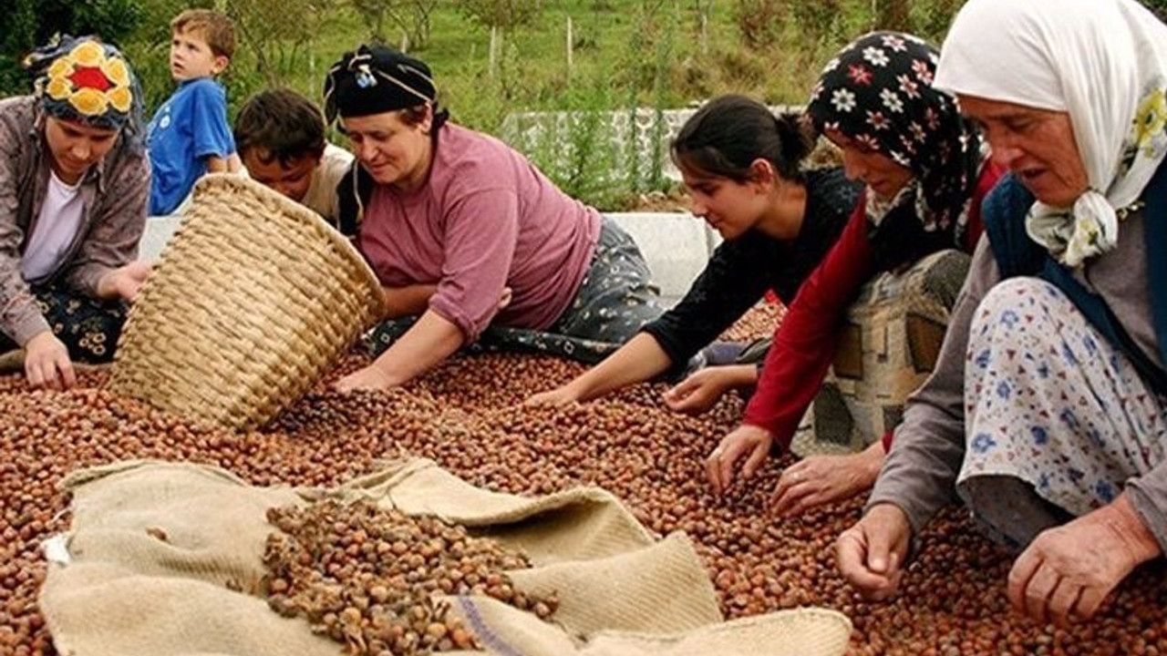 Fındık üreticilerinden eylem çağrısı: Bu soyguna sessiz kalmayacağız