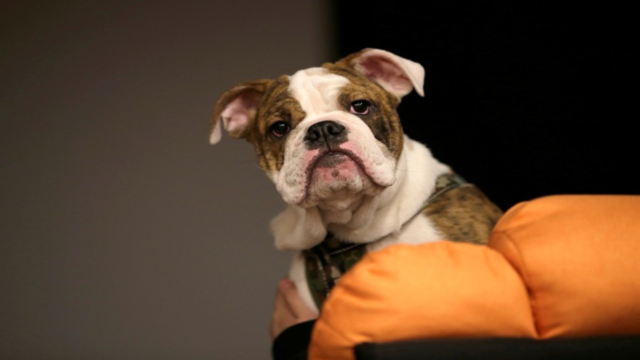 Maymun çiçeği ilk kez köpeklerde görüldü