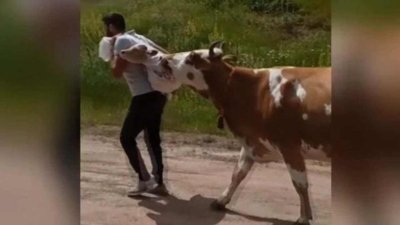 Arazide doğum yapan ineğin buzağısını sırtında taşıdı