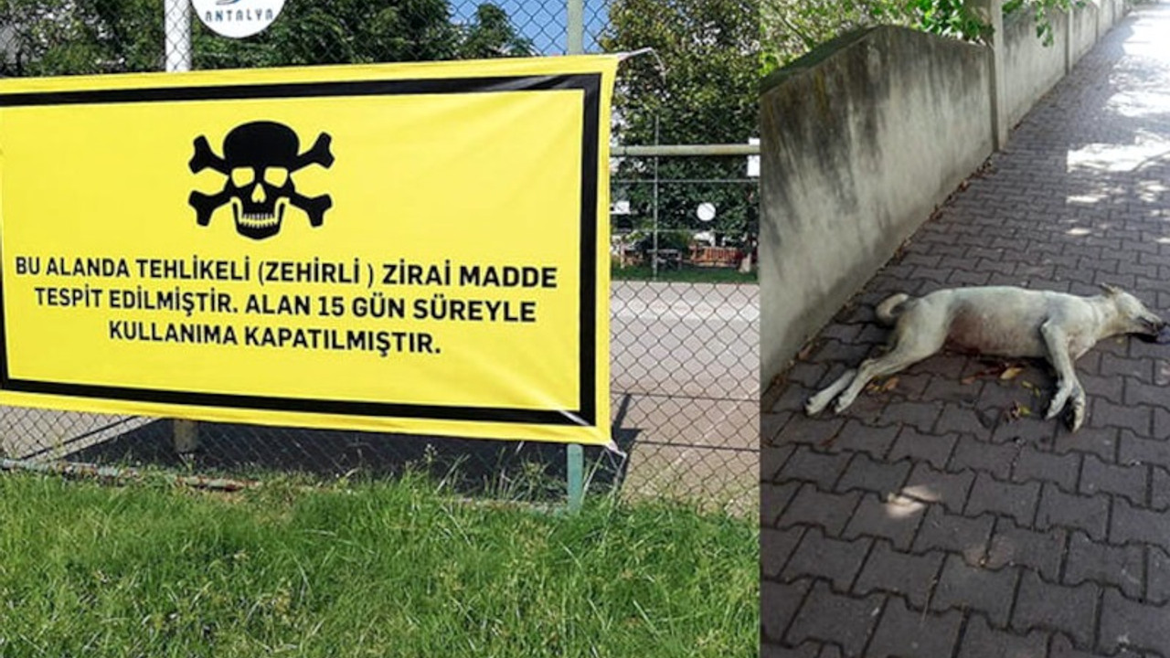 Antalya'daki köpek ölümlerine mahalleli çare arıyor