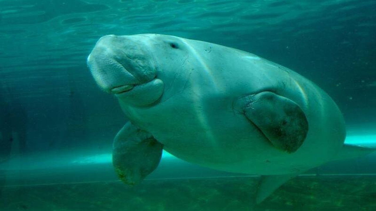 Deniz kızı efsanelerine ilham vermişti: Dugong'un soyu Çin'de tükendi