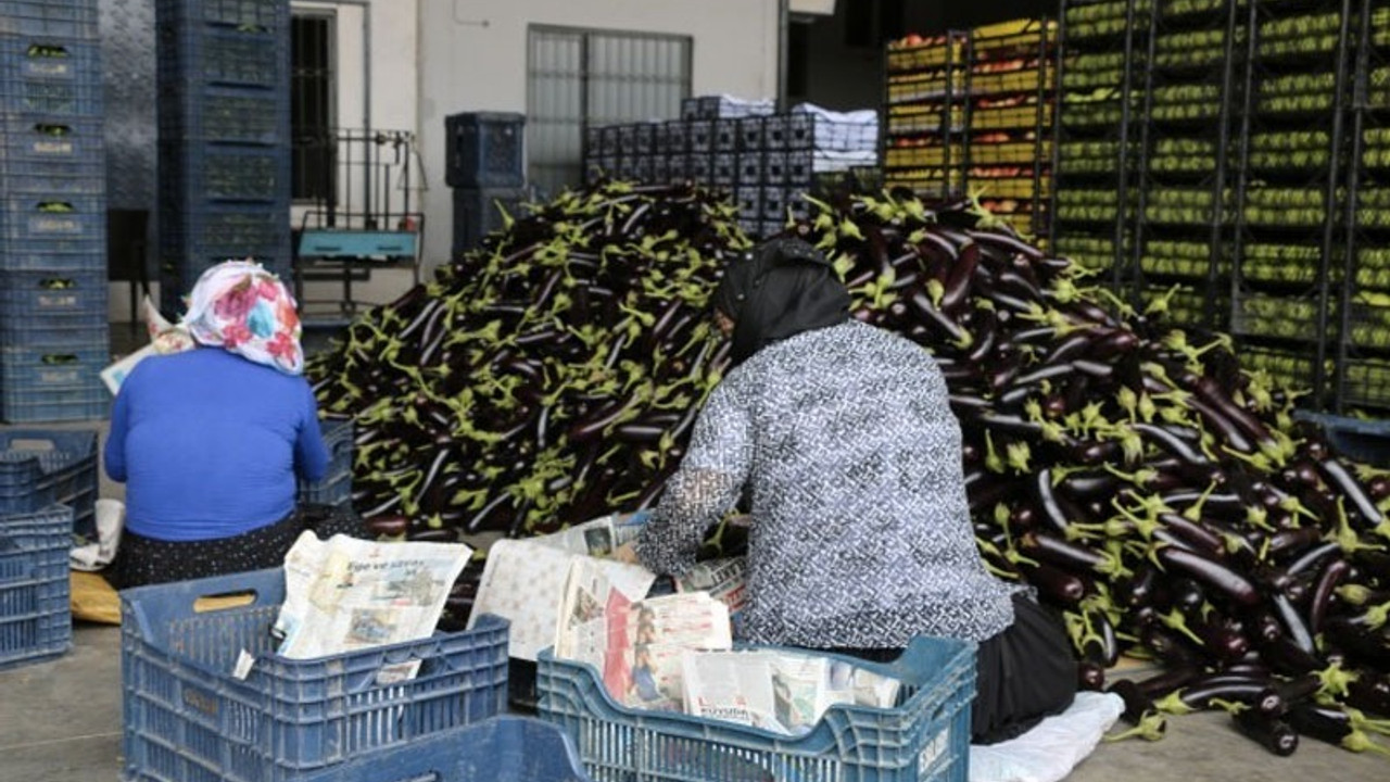 Sebze halinde kadın işçi olmak: Taciz, düşük ücret, fazla mesai