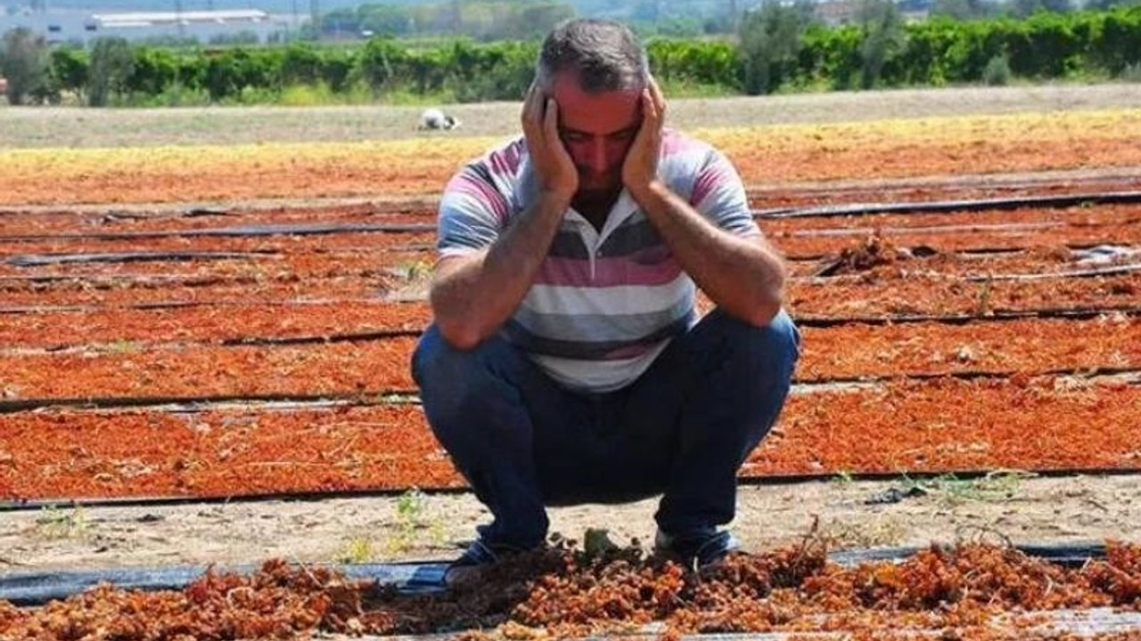 Manisa'da üzüm bağlarını sağanak yağış vurdu