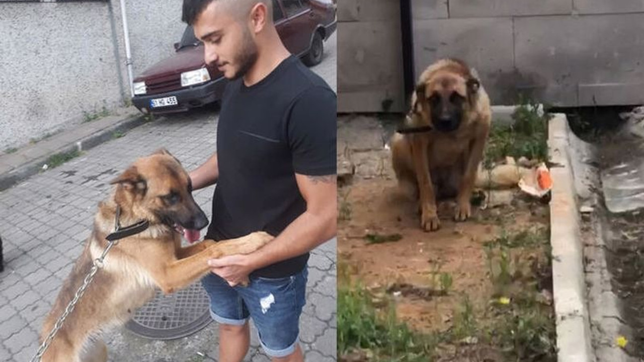 Bekçiyi ısırdığı için gözaltında tutulan köpek 'saldırgan değil' raporuyla özgür